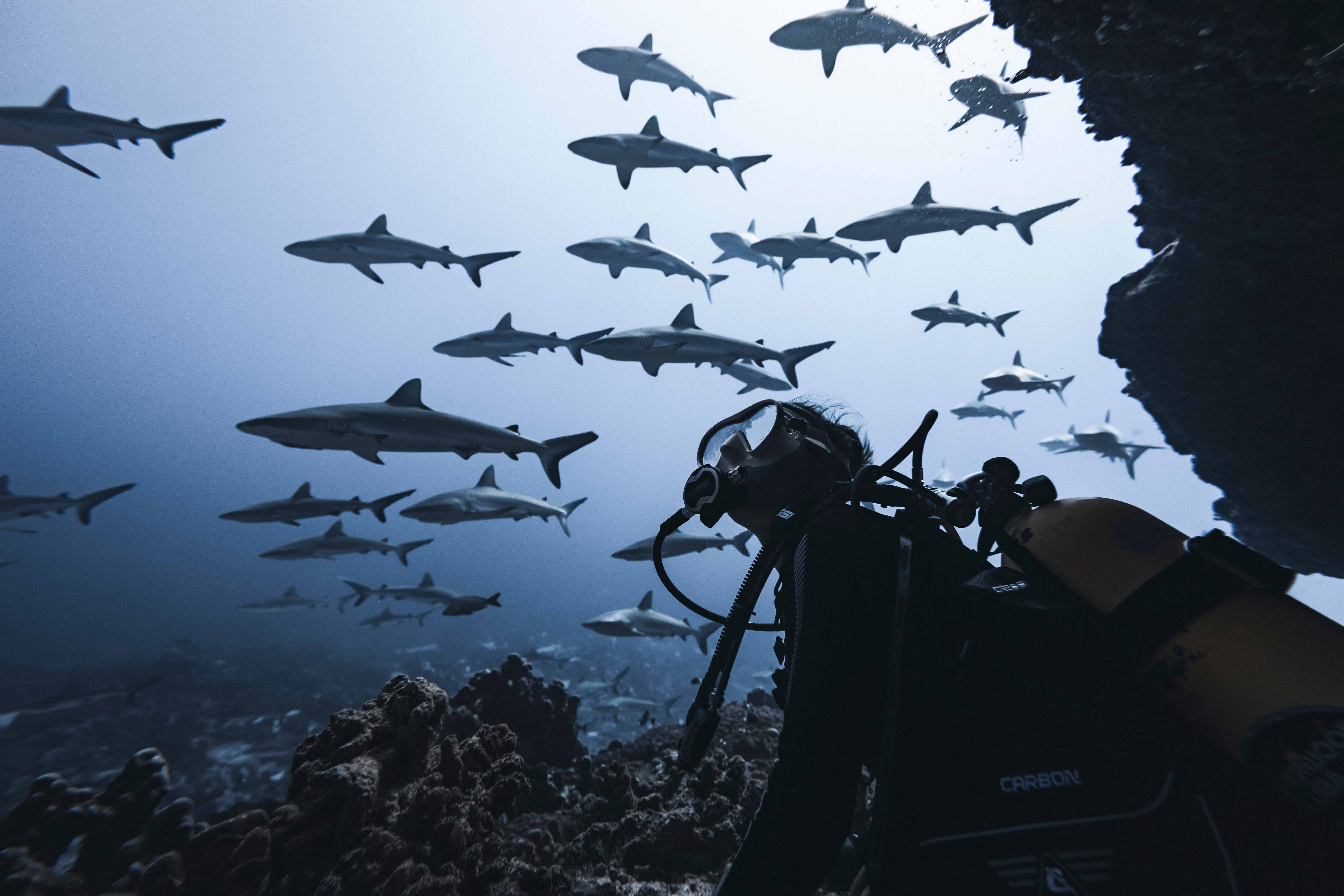 Diver looking up as fish swim by