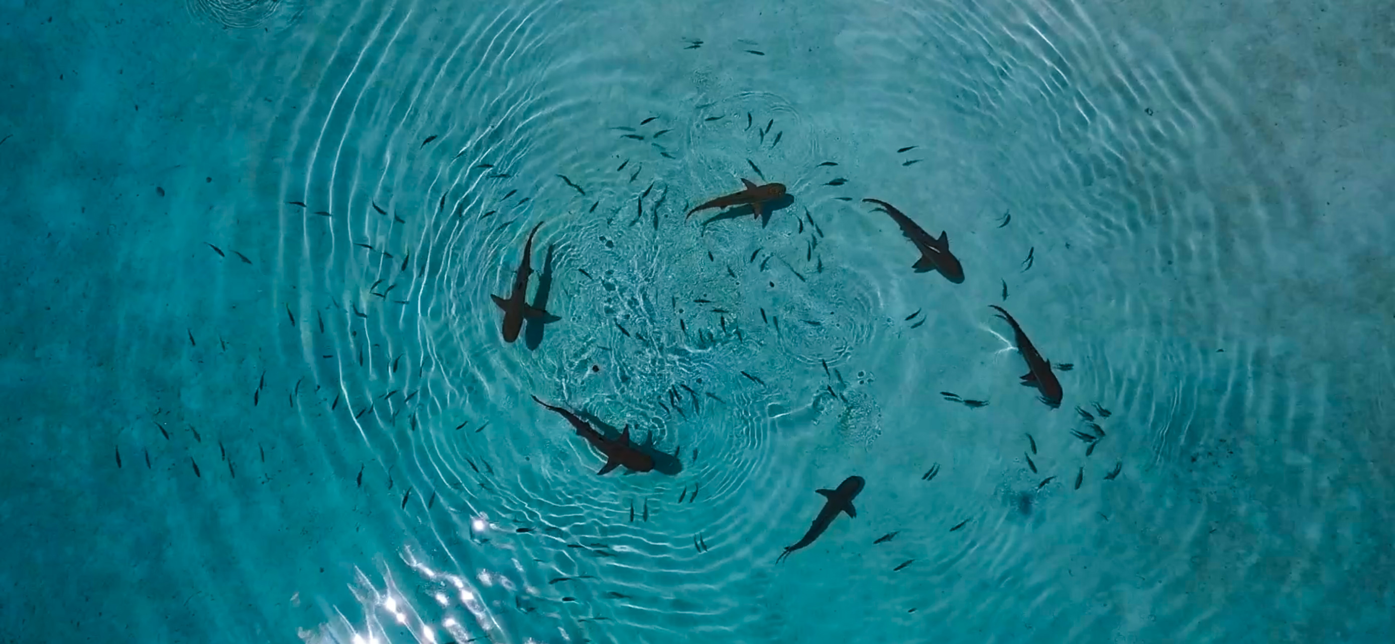 sharks in the ocean taken from above