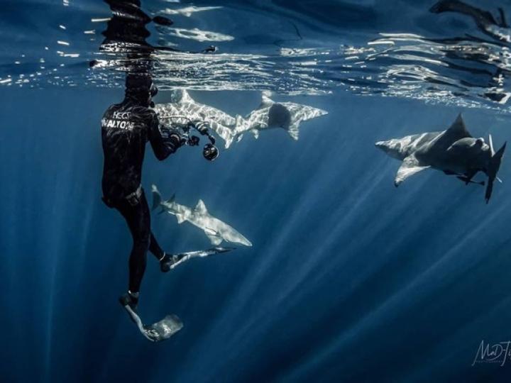 Jeff Ferrell and sharks