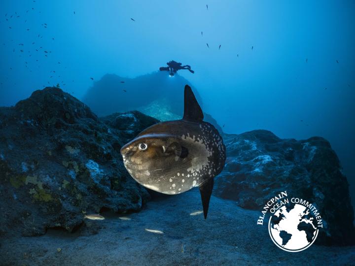 Fish swimming and a Blancpain logo on the bottom right