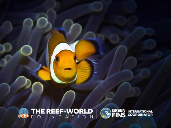 Clown fish swimming