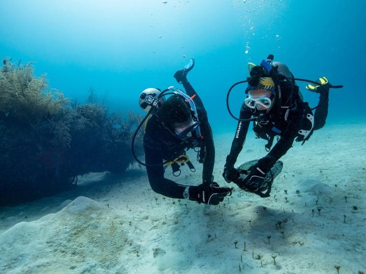 Two divers looking at the ocean floor.