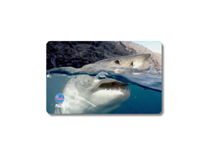 2023_AWARE_Replacement_Cards_Shark
