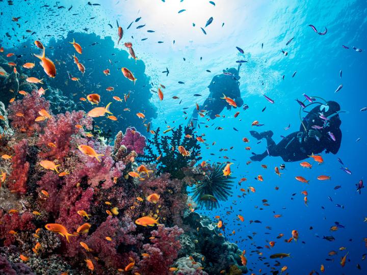 Couple of divers swimming through the ocean.