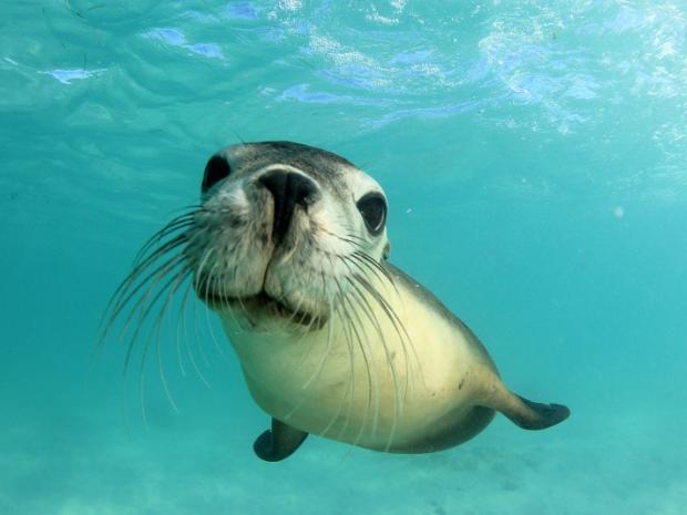 Sea Lion