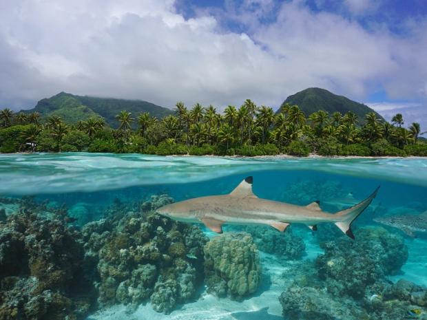 PADI AWARE shark tourism