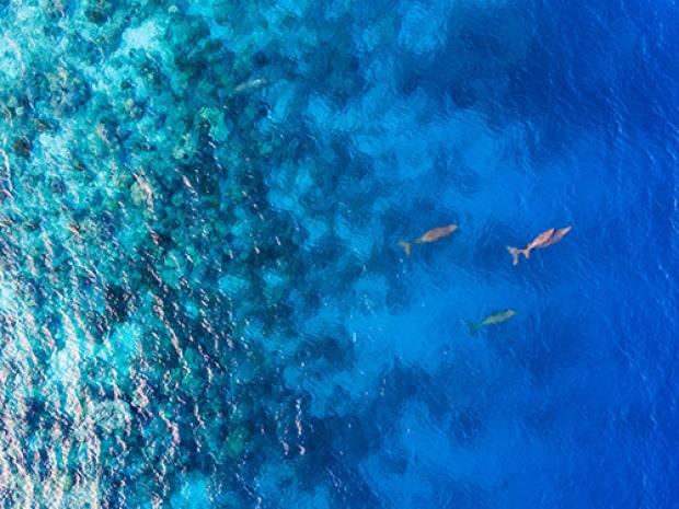 Overview of the ocean