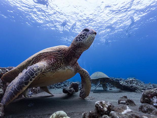Close up shot of a sea turtle
