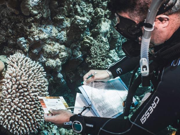 a diver is doing a reef check