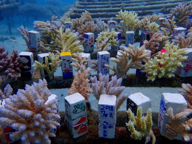 coral in restoration field