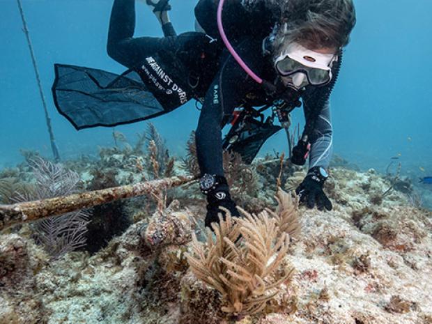 diver picking up ocean debris