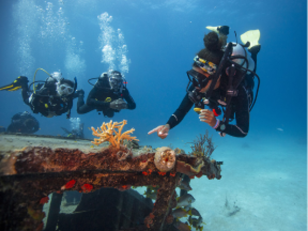 Three divers looking closely at a coral.