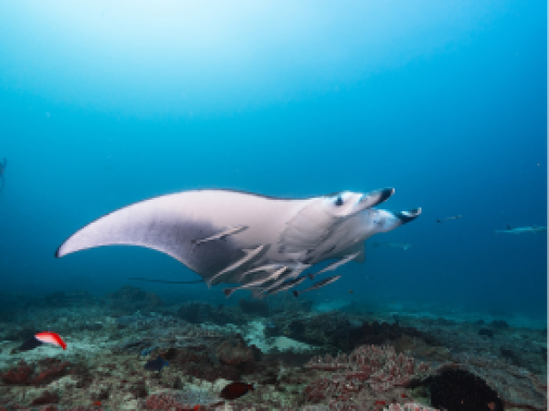 Sting ray swimming in the ocean.