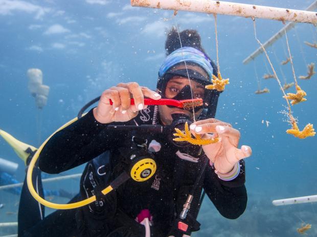 Diver surveying life underwater.