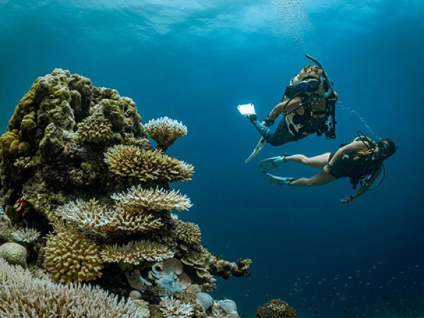 People surveying the ocean.