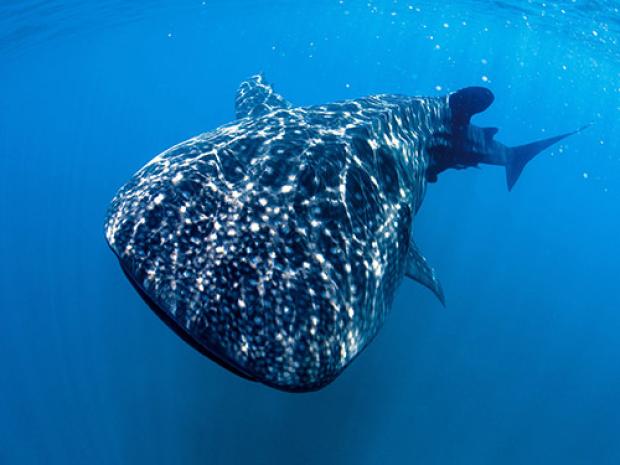 A whale swimming through.