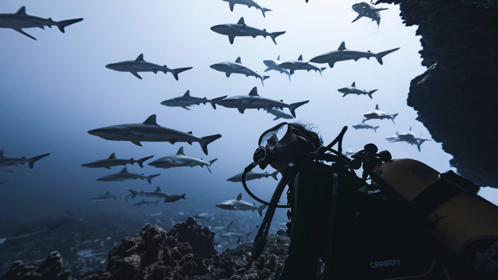 Diver looking up as fish swim by