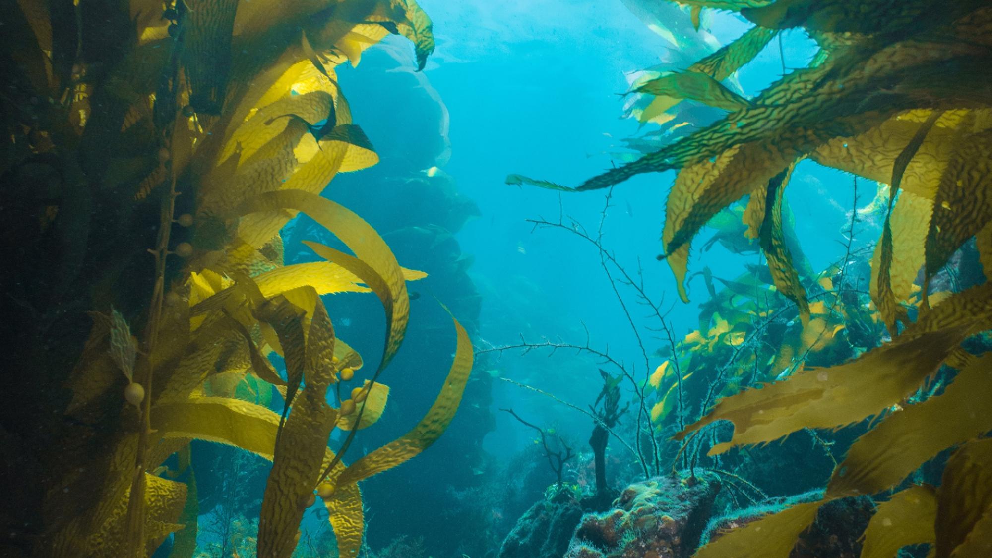 seaweed in the ocean