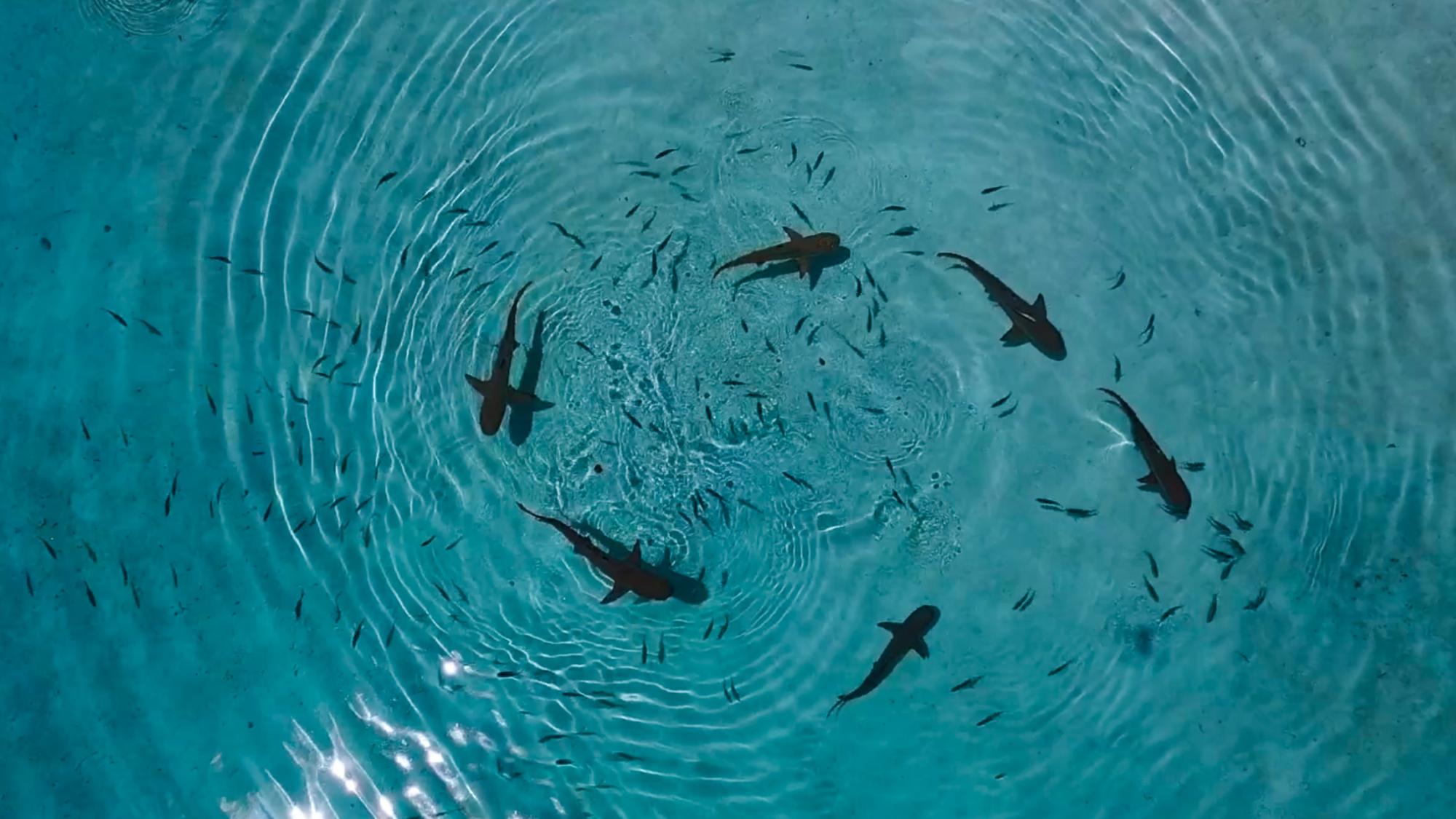 sharks in the ocean taken from above
