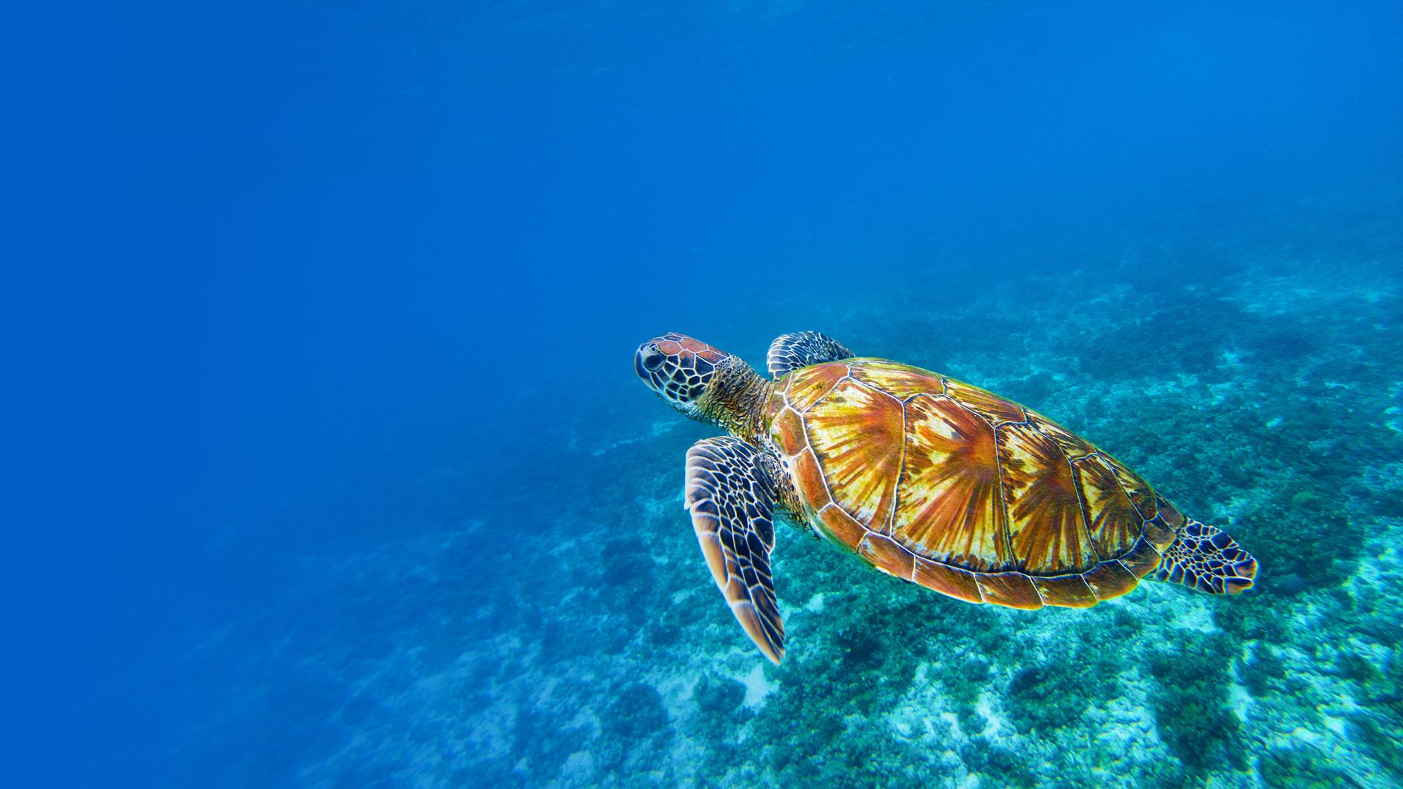 a turtle swimming in ocean
