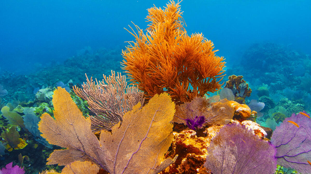 Coral Hero