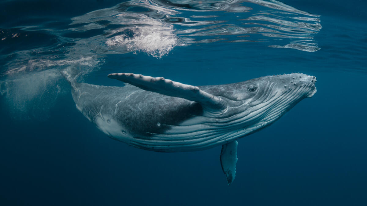 Whale 2