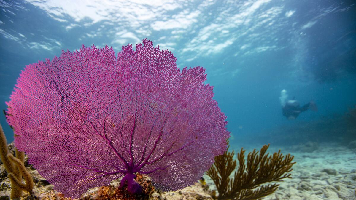 fan coral