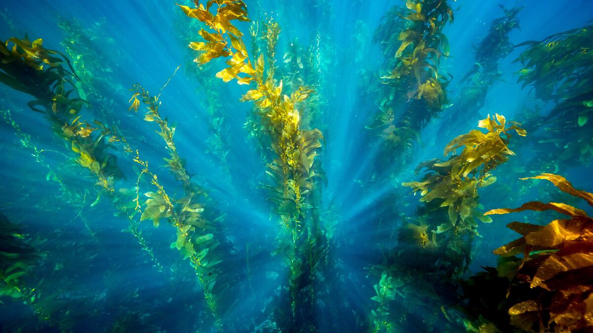 seaweed in the ocean