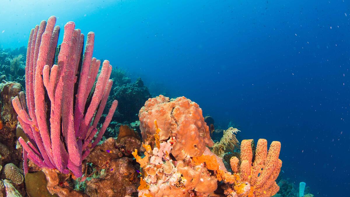 A landscape photo of a coral.